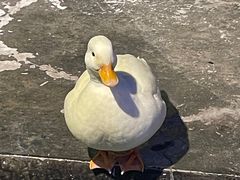 -海合安武汉极地海洋公园