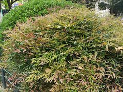 -采芝斋评弹茶馆(观前街店)