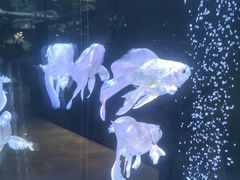 -山东柏宁水族批发广场