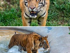 -济南野生动物世界