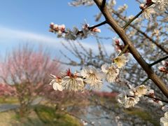 -花开海上生态园