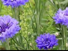 -鲜丰水果(丰盛九玺店)