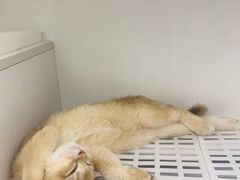 -lincat·猫舍(广州店)