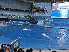 -海合安成都极地海洋公园