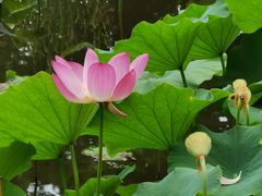 -陈家山荷花公园