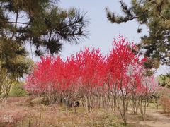 -洨河生态公园