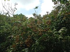 -从化深英荔枝黄皮龙眼采摘园