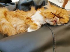 -飞行喵MR PILOT|猫舍·猫咖(静安大融城店)