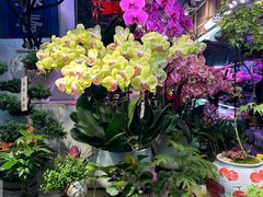 -花鸟鱼虫鲜花绿植市场(玉泉路店)