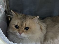 -萌兽医馆·宠物医院·猫骨科(创景店)