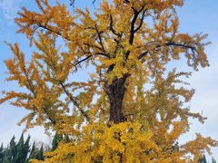 -苏州文庙(姑苏区)