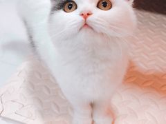 -喵zoo家庭繁育猫舍(尖东智能花园店)
