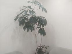 -HEYAN荷妍专业脱毛连锁机构