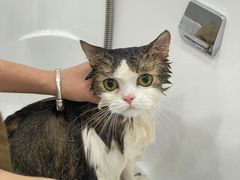 -爱洗澡的猫(天河路店)