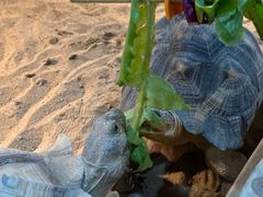 -上海大自然野生昆虫馆