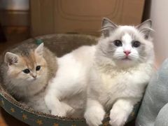 -喵zoo家庭繁育猫舍(尖东智能花园店)