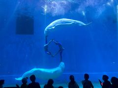 -芜湖新华联大白鲸海洋公园
