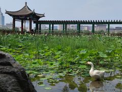 -莲花池公园
