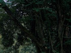 -杭州植物园