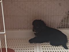 -艾贝尔宠物医院 ·内科全科(梁溪路店)