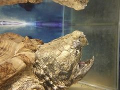 -上海大自然野生昆虫馆(东方明珠·爬宠昆虫探索中心)