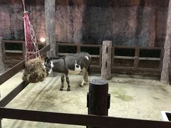 -清迈夜间动物园