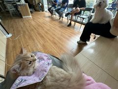 -乐派堂宠物医院·猫友好· 心脏科(东街店)
