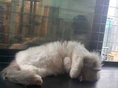 -楼上猫咖(罗湖店)