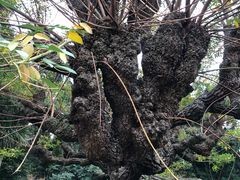 -墨尔本皇家植物园