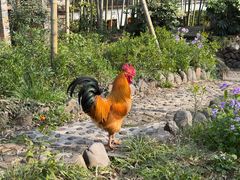 -木子山庄·安徽省老字号·中国炖锅宴