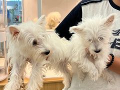 -翊宠yipet猫狗购宠庄园犬舍•猫舍