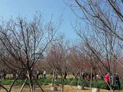 android_upload_pic-天适樱花悠乐园