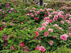 -洛阳市隋唐城遗址植物园