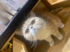 -滚猫咖啡·猫咖·猫友好撸猫(未来城店)