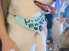 -Husky Go! 哈士奇体验馆·宠物咖啡厅狗咖