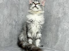 -小猫来了·猫舍(红山六九七九店)