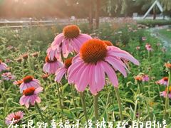 -森林公园(尖草坪区)