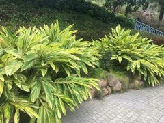 -东部华侨城