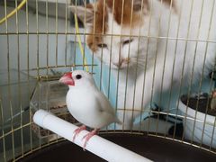 -平行世界·猫咖(首经贸店)
