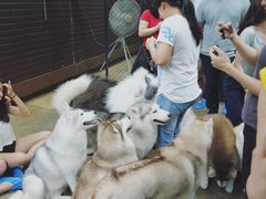 -TrueLove @ Neverland (Husky Cafe)