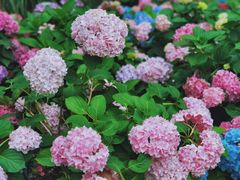 -上海共青森林公园