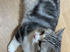 -1013 PET SHOP精品宠物商店(丁香店)