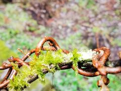 -武陵山森林公园