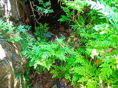 -红山村