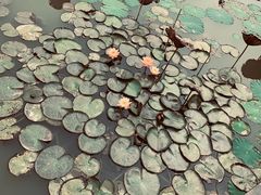-大湾区中央湿地公园