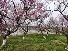 -上海海湾国家森林公园