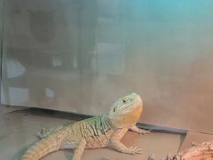 -喵园·猫主题咖啡厅·撸猫·猫咖(国贸店)