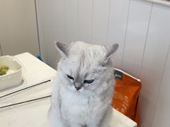 -关爱宠物医院·猫科中心·消化科(滨湖万达分院)