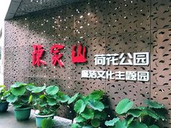 -陈家山荷花公园