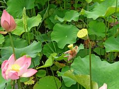 -大宁郁金香公园-停车场